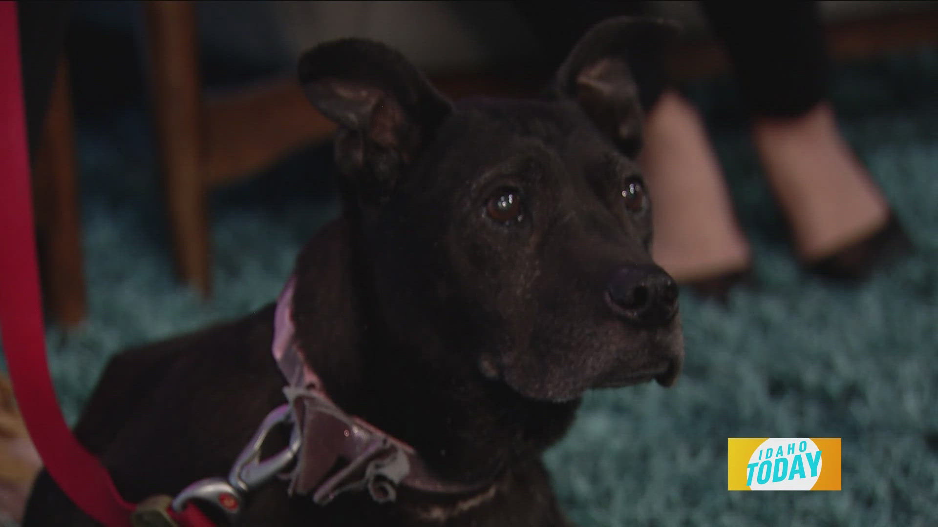 Adopt Stella from the Idaho Humane Society today!