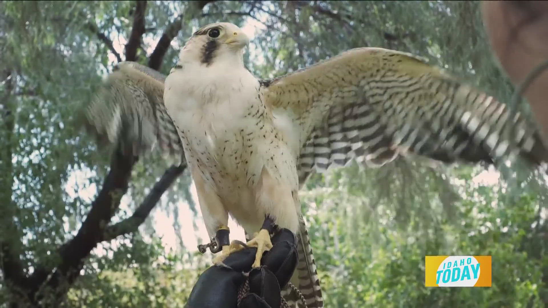 Oliver the owl and Rosa the falcon join Idaho Today to chirp about their upcoming flights.