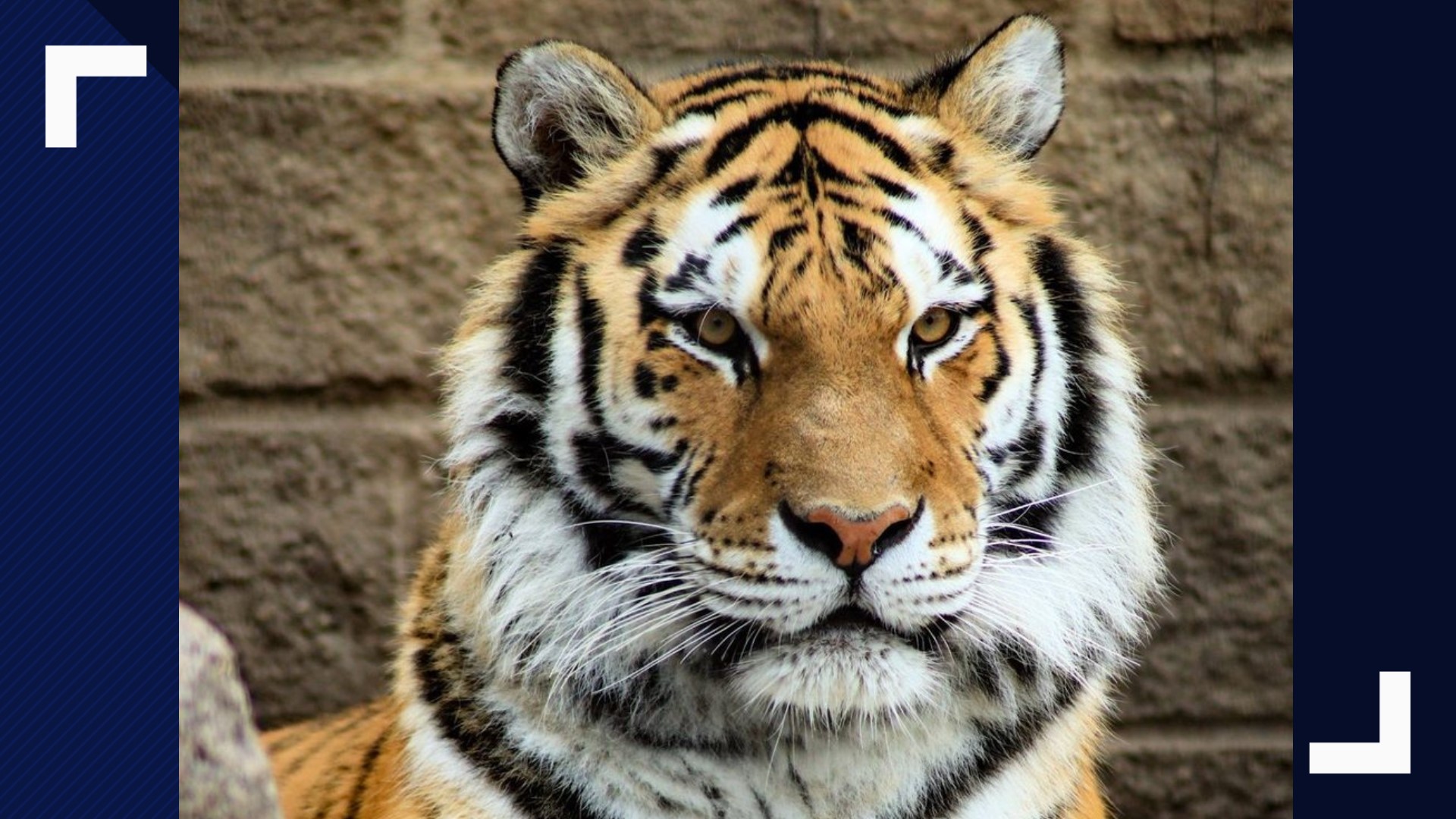 An endangered Amur tiger named Diana is now at Zoo Boise | ktvb.com