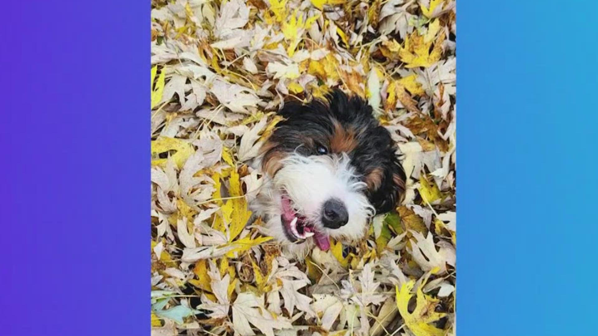 Pet Pics: Where's Mazzie?