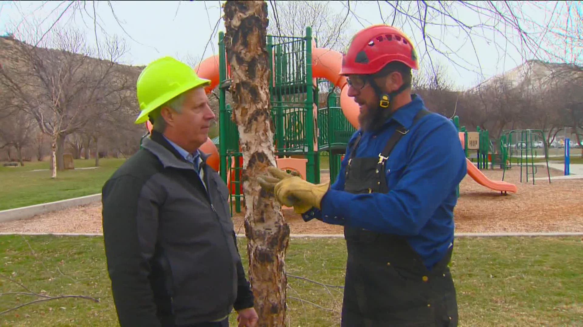 Garden master Jim Duthie spoke with an arborist to learn the best ways to prune your trees.