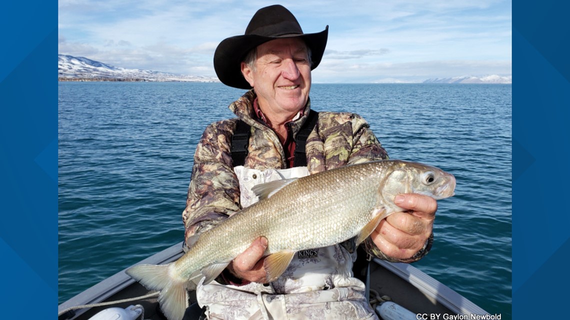 Man catches recordsetting whitefish at Bear Lake, now owns three Idaho