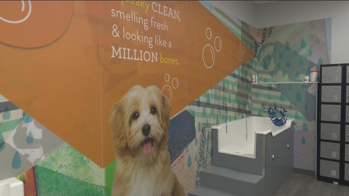 Dog daycare demand rising - Vimarsana News