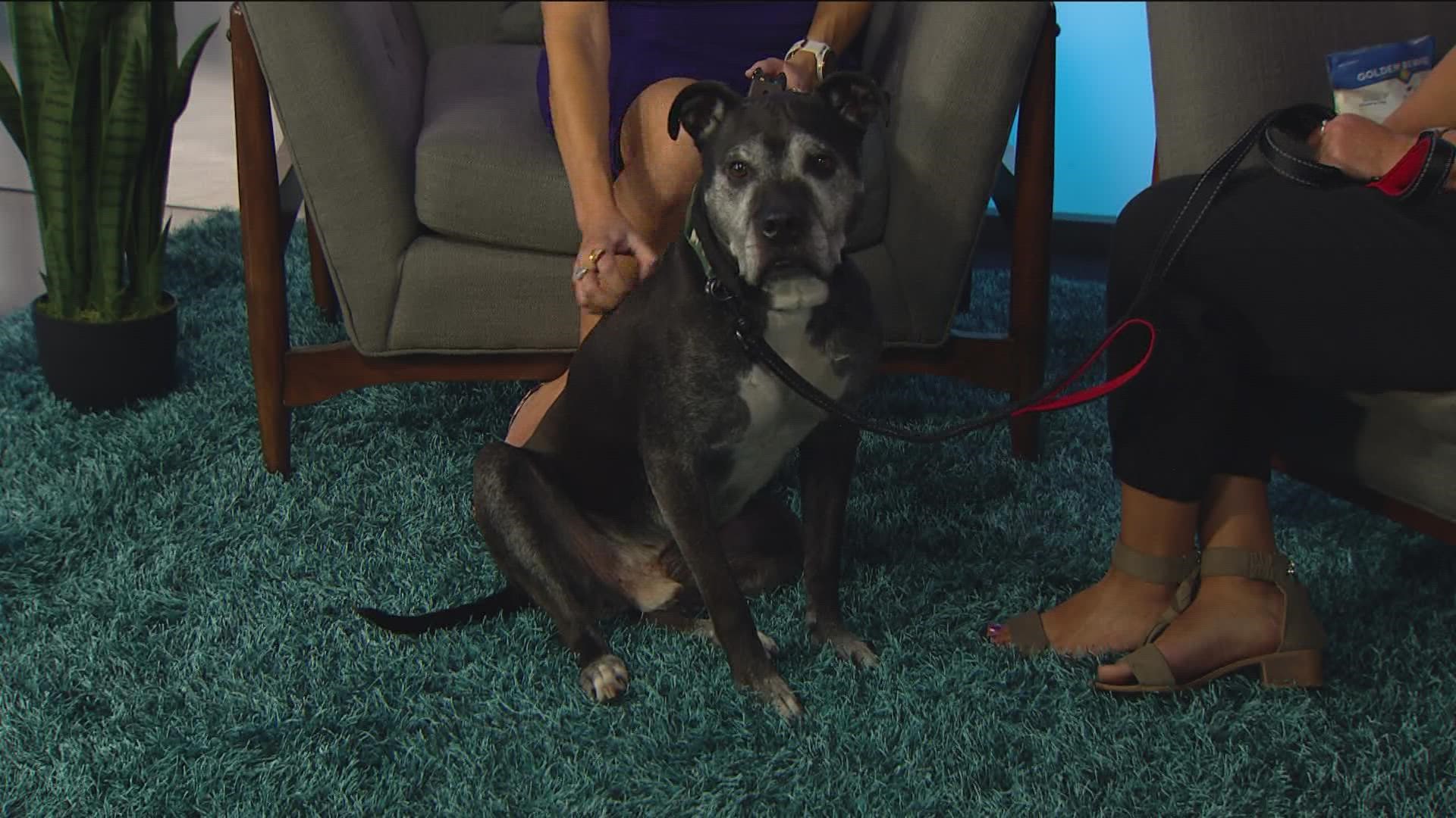 Kingsley the dog stops by the studio, plus what the benefits are of adopting a senior pet. Visit www.idahohumanesociety.org for more information.