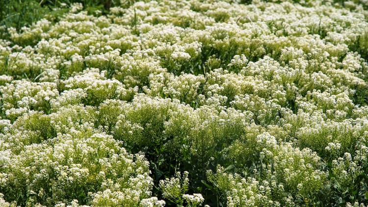 White Weed Flower