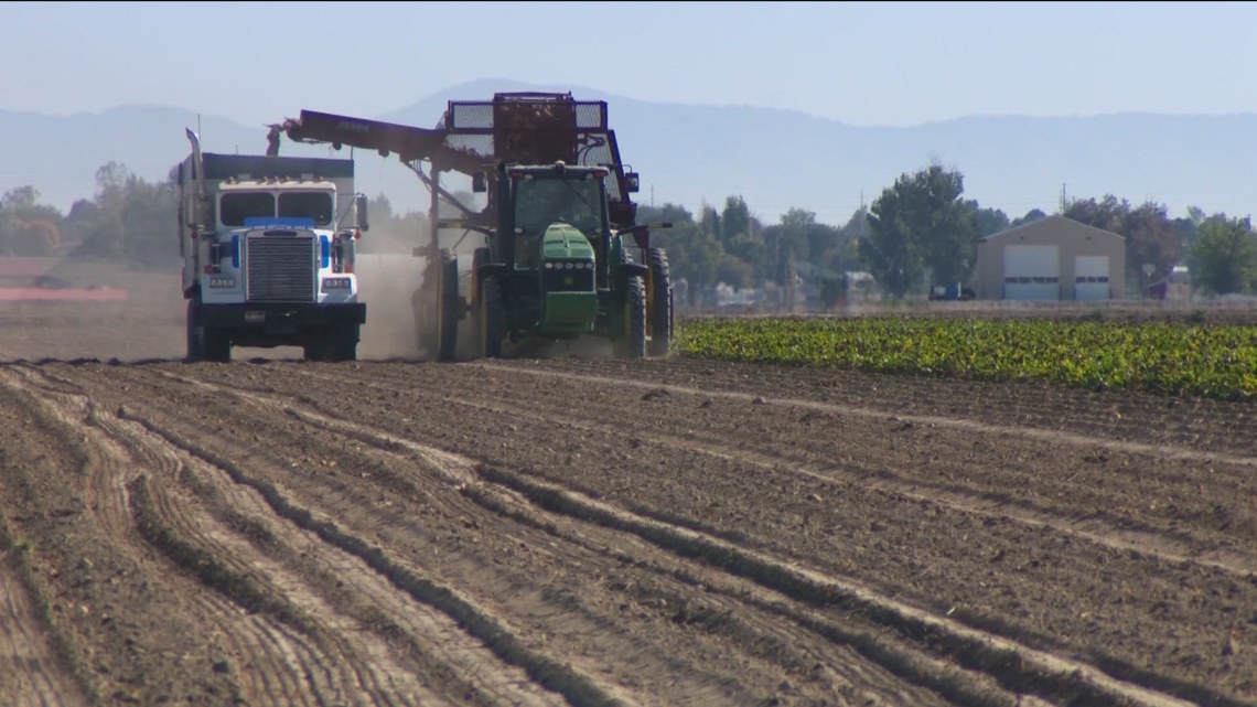 Idaho farm, dairy leaders warn E-Verify would cost state $5.1B, 30,000 jobs