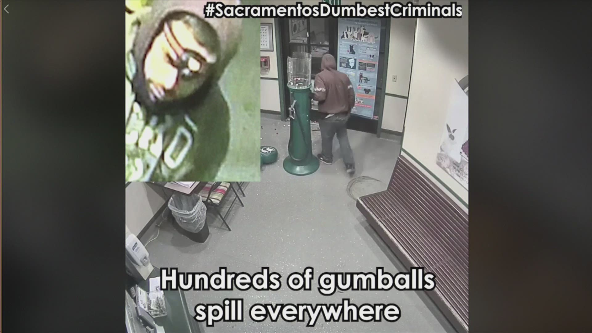 A man nicknamed the "Gumball Bandit" struggled to steal a fundraising gumball machine from a Sacramento animal shelter. It was caught on video.