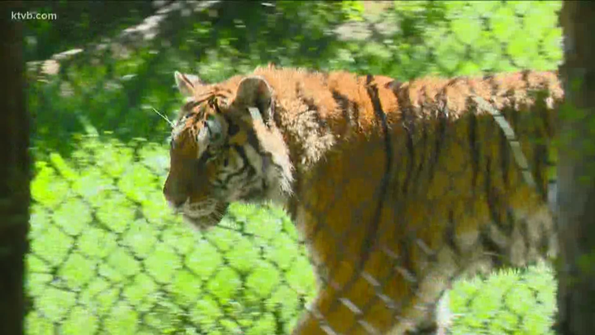 Zoo officials say they have come up with a plan to keep staff and visitors safe.