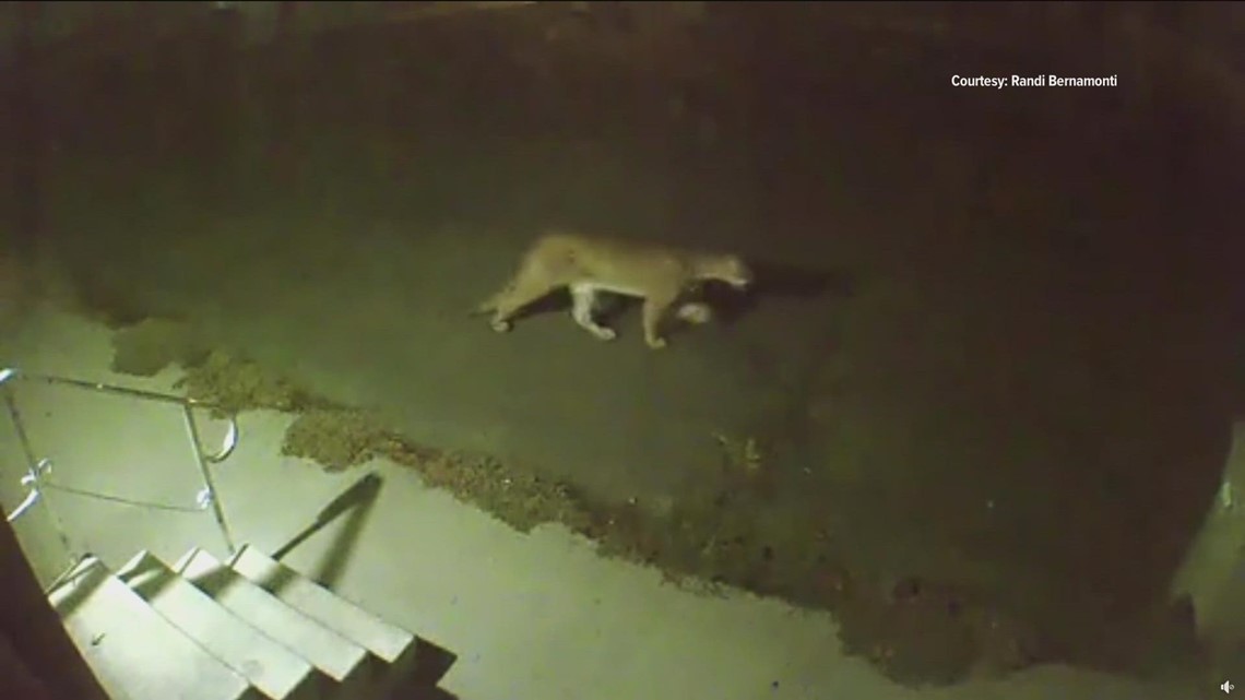 mountain-lion-sightings-in-boise-spark-questions-ktvb