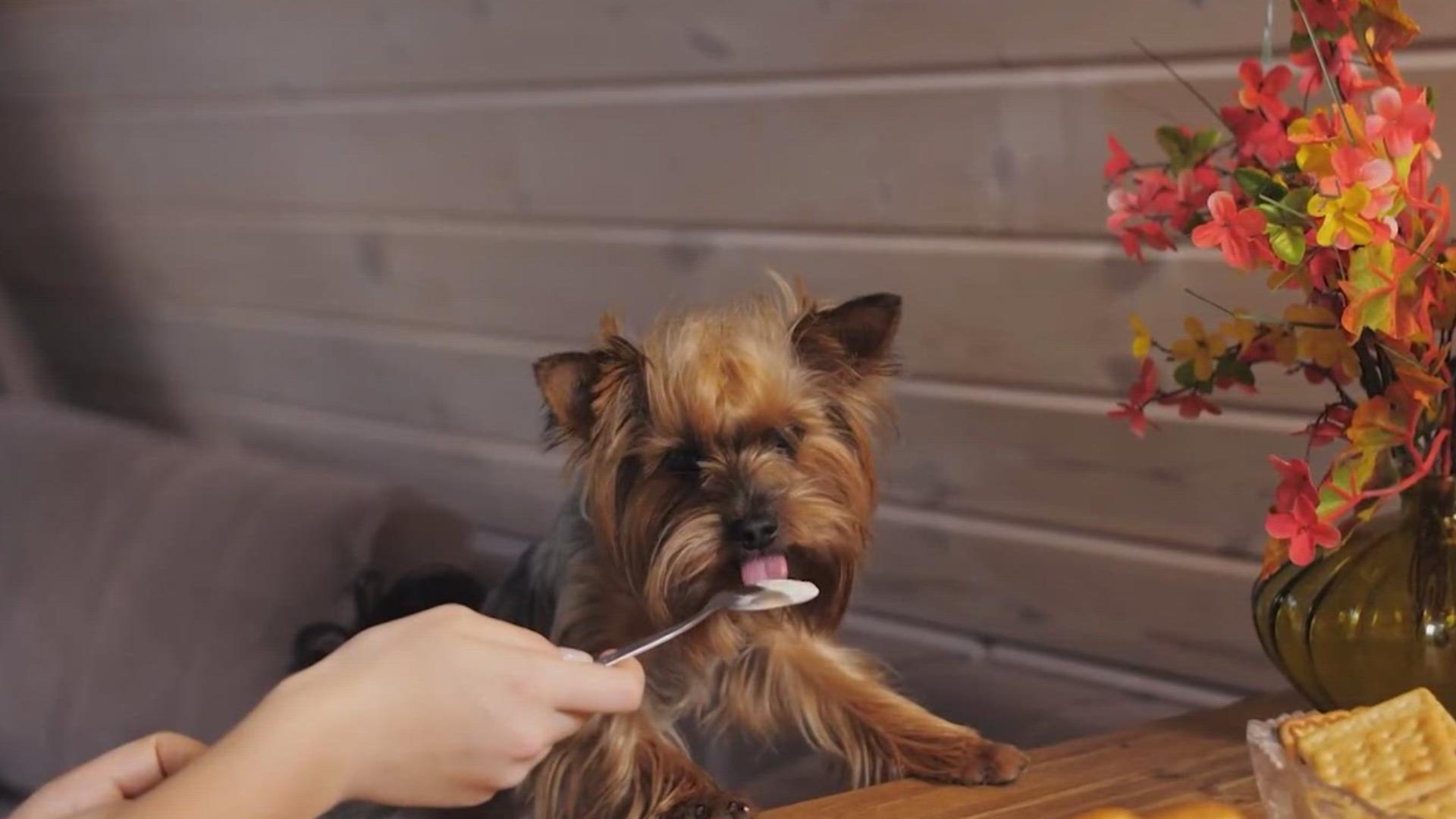 Pet Perspectives: How to keep your pets safe on Thanksgiving