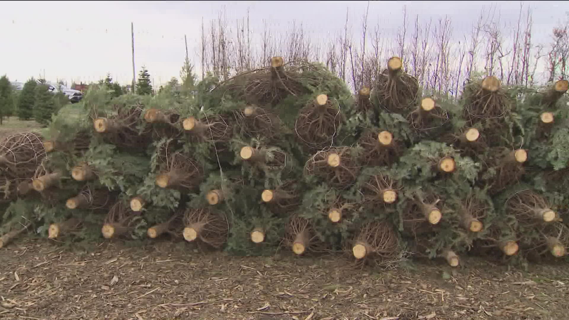 Some Christmas tree lots around the Treasure Valley are sitting with hundreds of leftover trees days before the holiday.