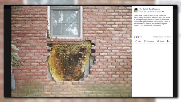 Holy honeycomb! Beekeepers remove massive honeycomb from behind brick ...