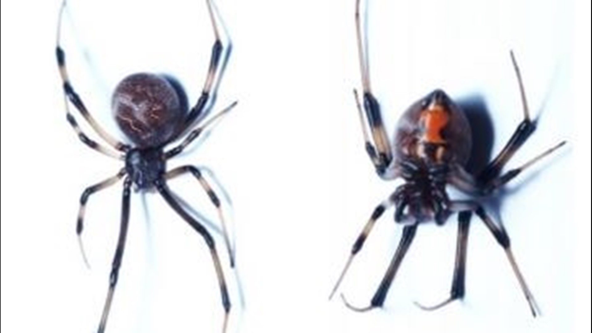 Venomous brown widow spider spotted in Oregon for first time