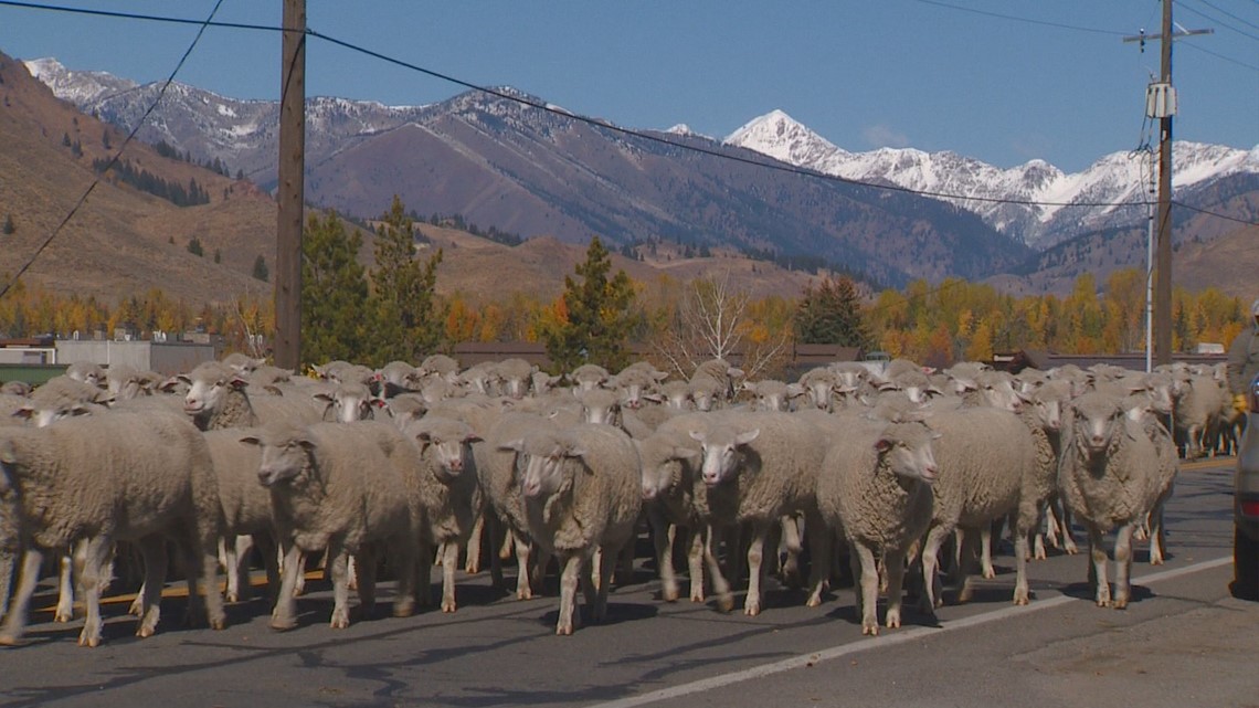 Flock takes over Ketchum for Trailing of the Sheep parade