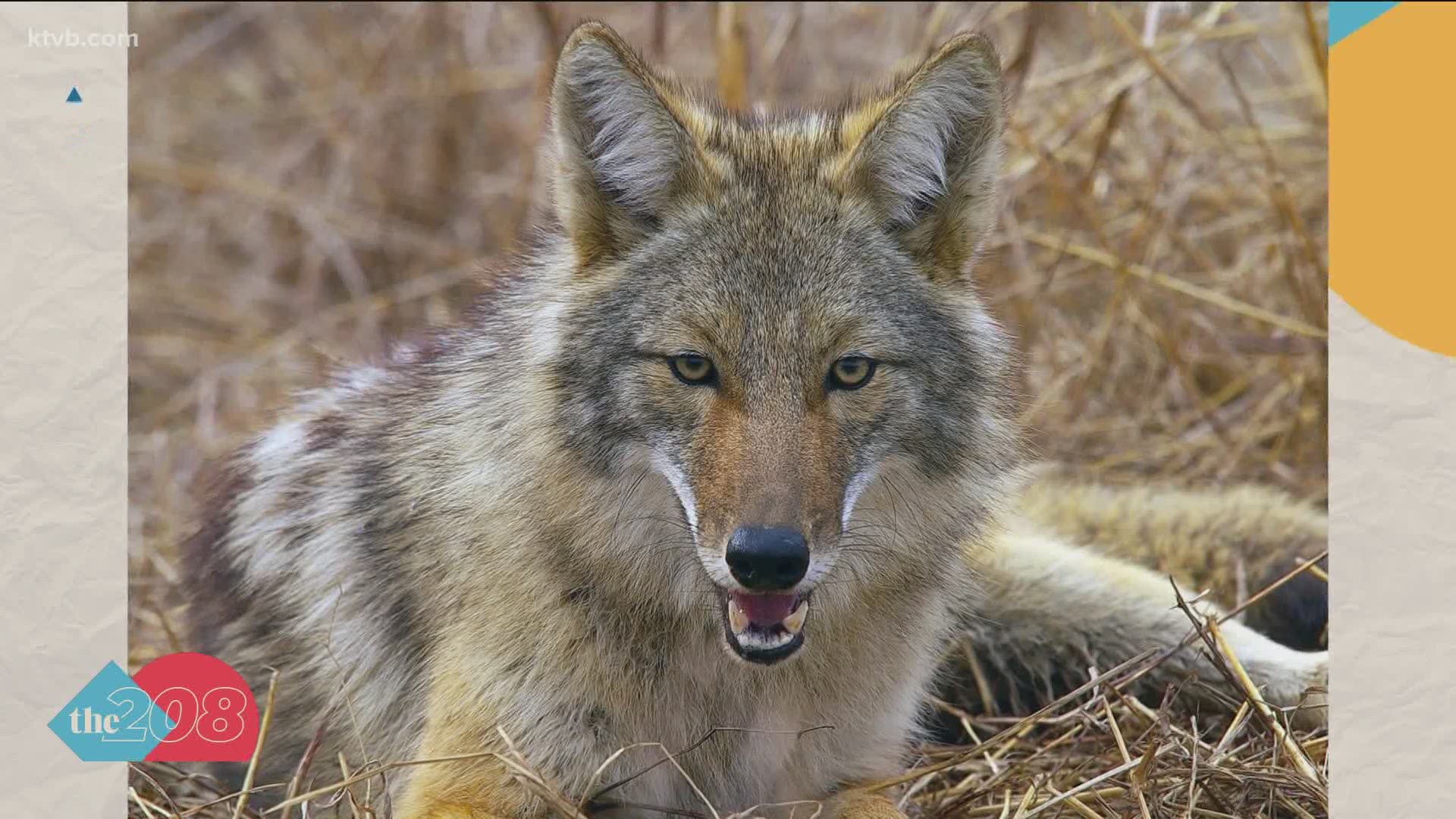 will coyotes attack dogs during the day
