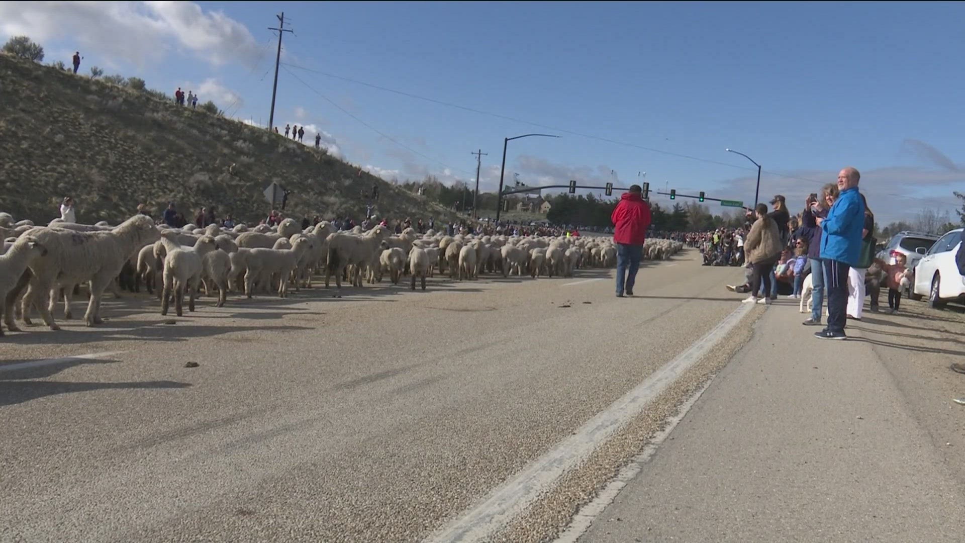 Have you herd? The yearly sheep crossing at Highway 55 is happening Saturday.