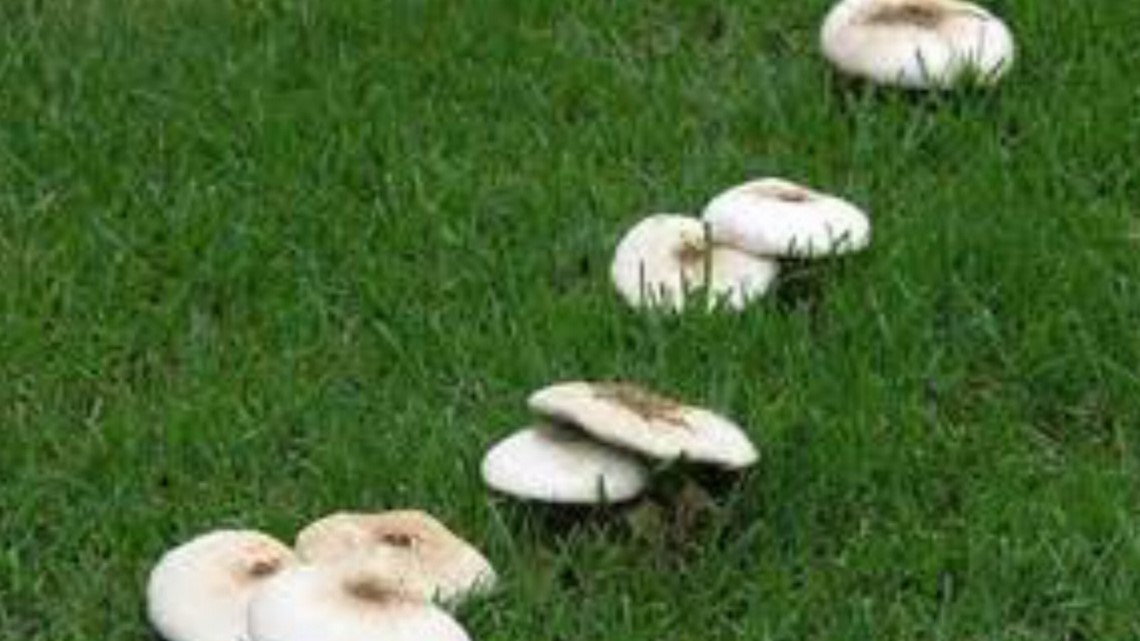 are mushrooms in grass after a rain dangerous to dogs