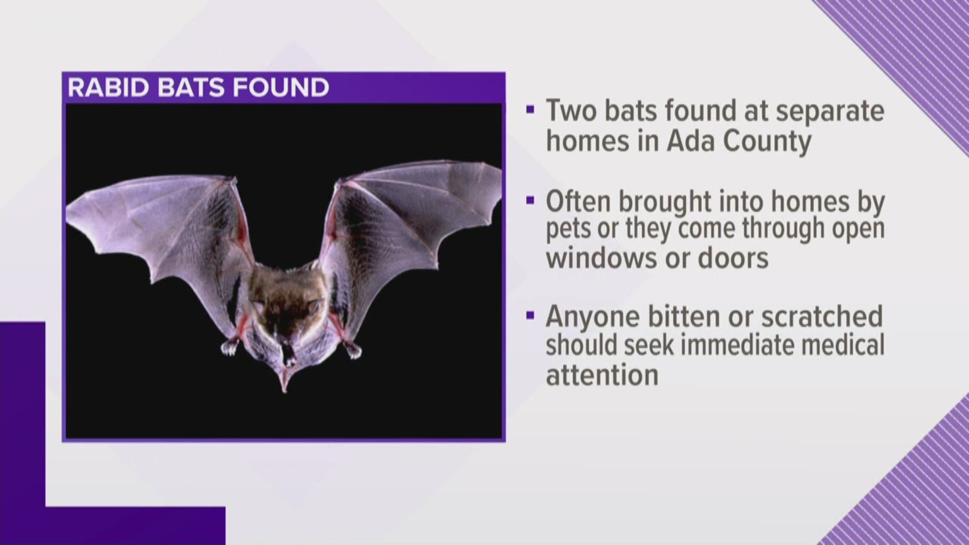 Health officials say the bats were found in two separate homes in Ada County.