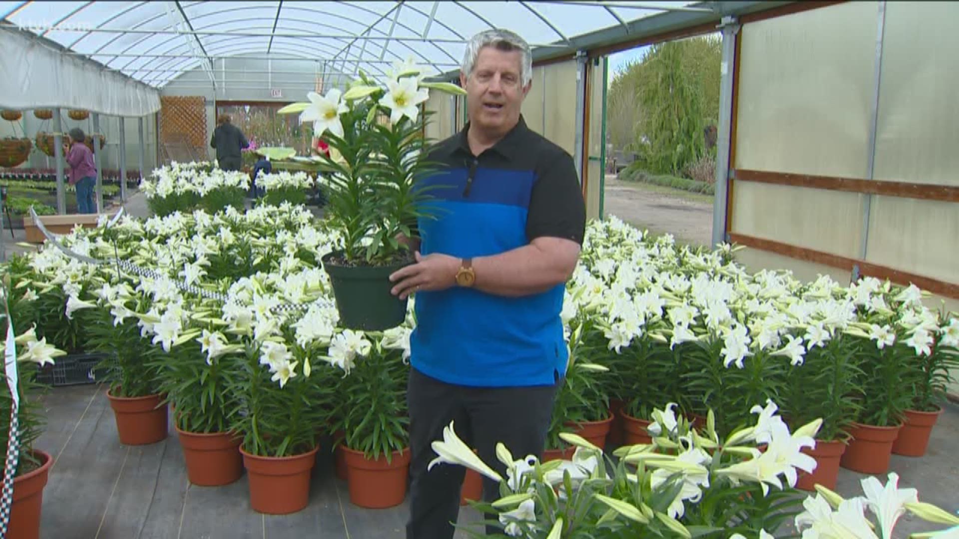 Jim Duthie says with proper care, Easter lilies will continue to bloom long after the holiday has come and gone.