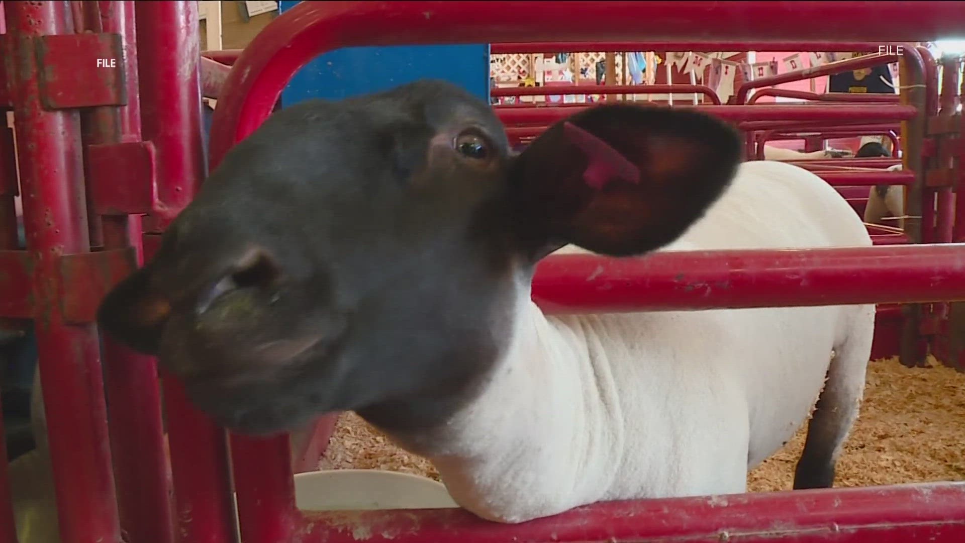 What to expect at the Canyon County Fair