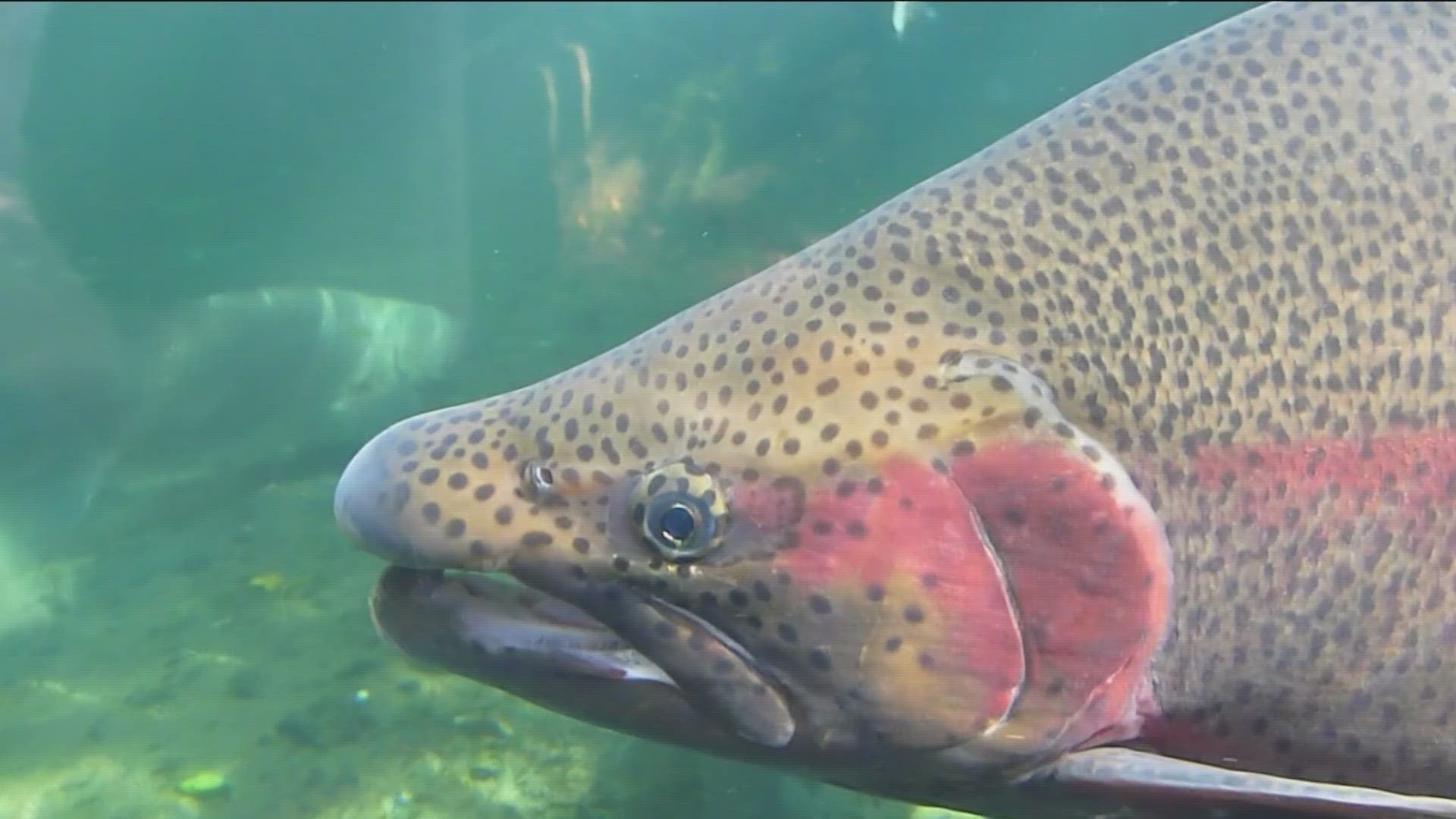 ICL Executive Director Justin Hayes joins KTVB to discuss the recent formal launch of a $1 billion plan to help recover salmon populations in the Pacific Northwest.