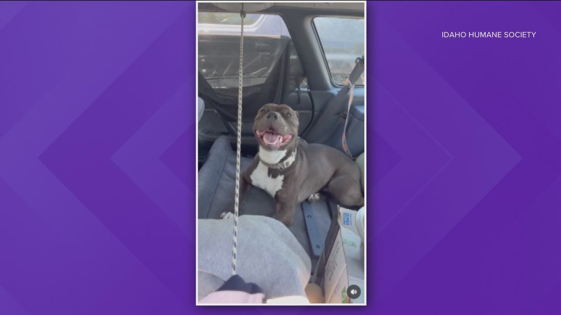 The dog was left in a car in a Walmart parking lot.