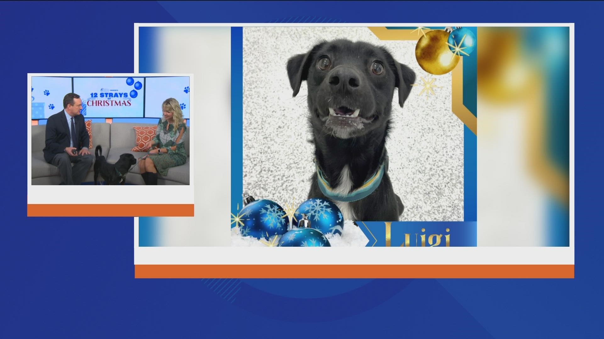 Looking for a furry friend for the holidays? Luigi and other cats and dogs featured in KTVB's 12 Strays of Christmas event are available at the Idaho Humane Society.
