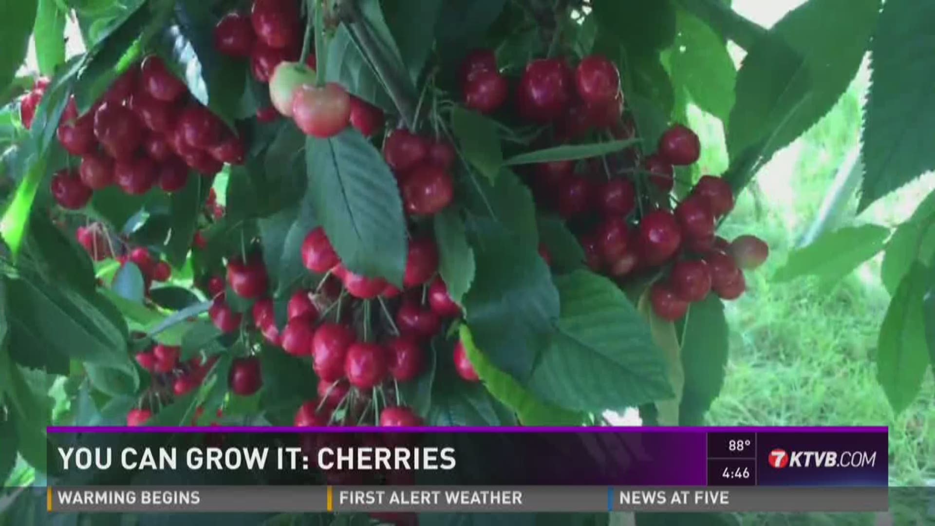 Jim Duthie teams up with Chef Lou Aaron to show us some recipes for cherries.