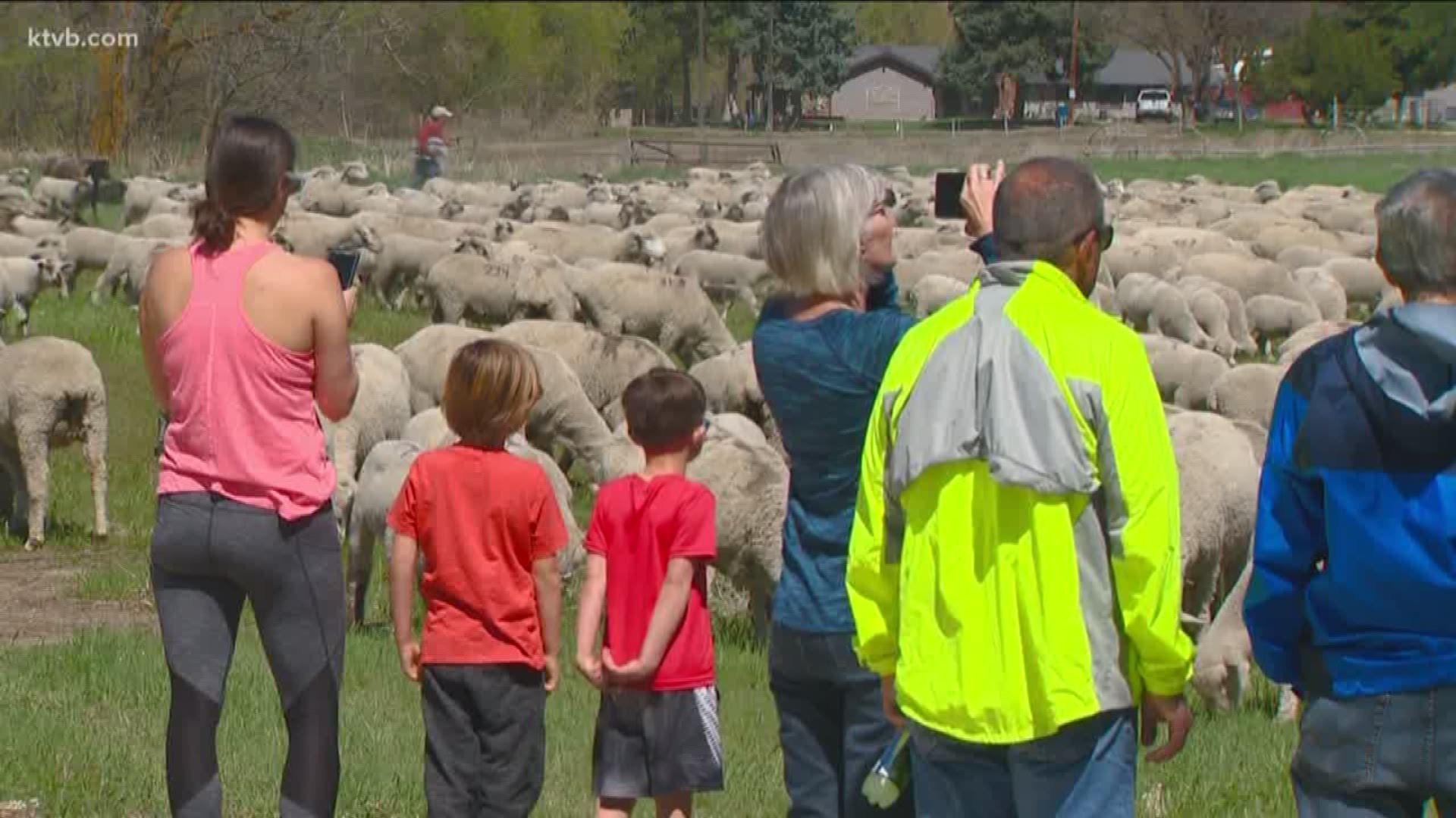 The sheep are now headed to the Boise foothills.