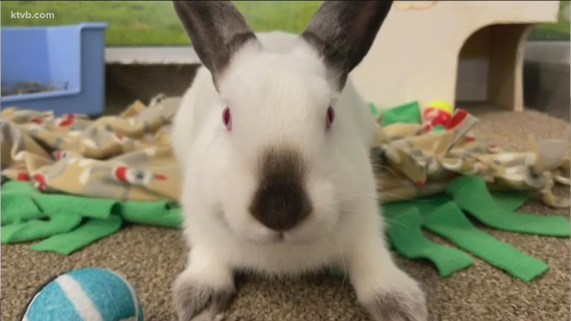 Looking for a furry friend this Christmas? KTVB will be featuring adoptable pets this month as part of the annual 12 Strays of Christmas Event.