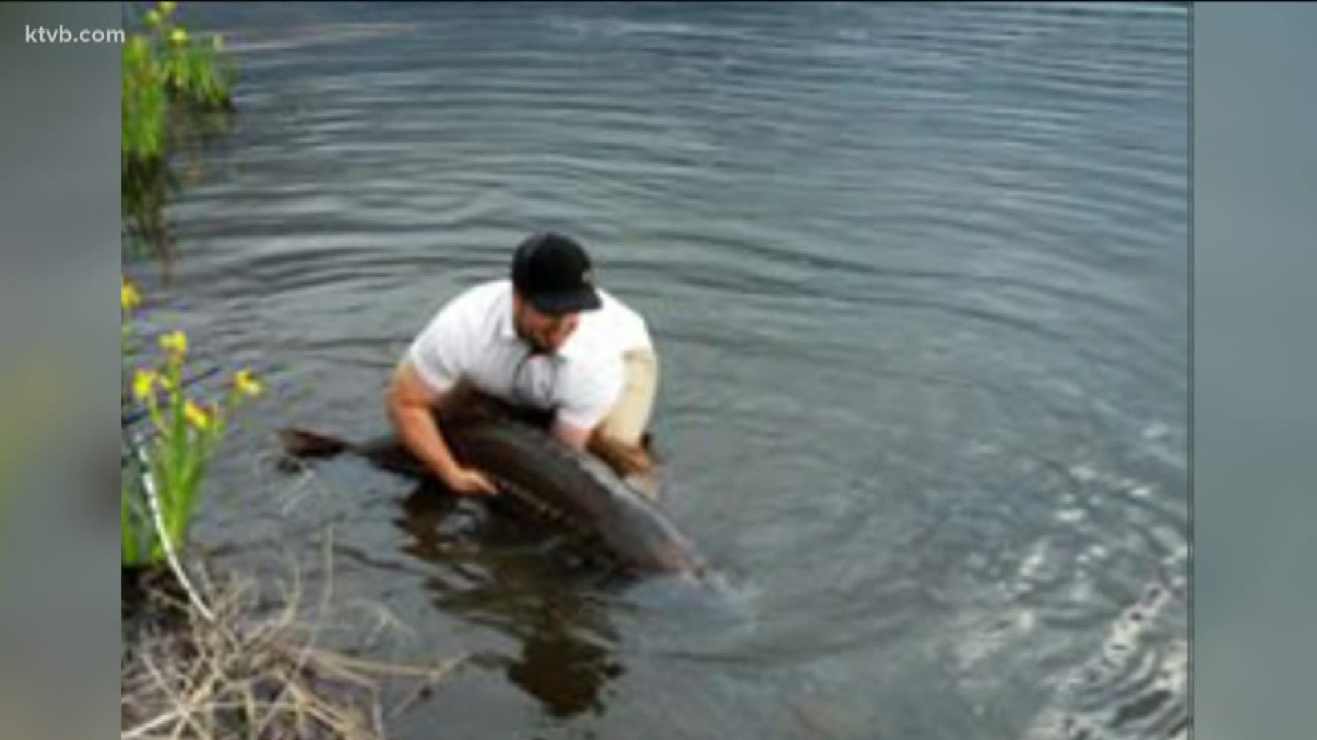 Ryan Peterson caught a 60-pound sturgeon in Parkcenter Pond.