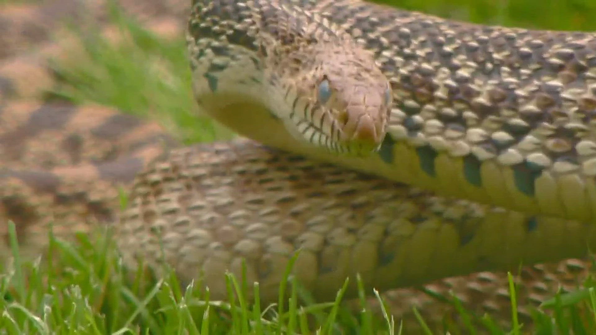 A rattlesnake avoidance class Sunday at Veterans' Memorial Park trained dogs to avoid venomous rattlesnakes.