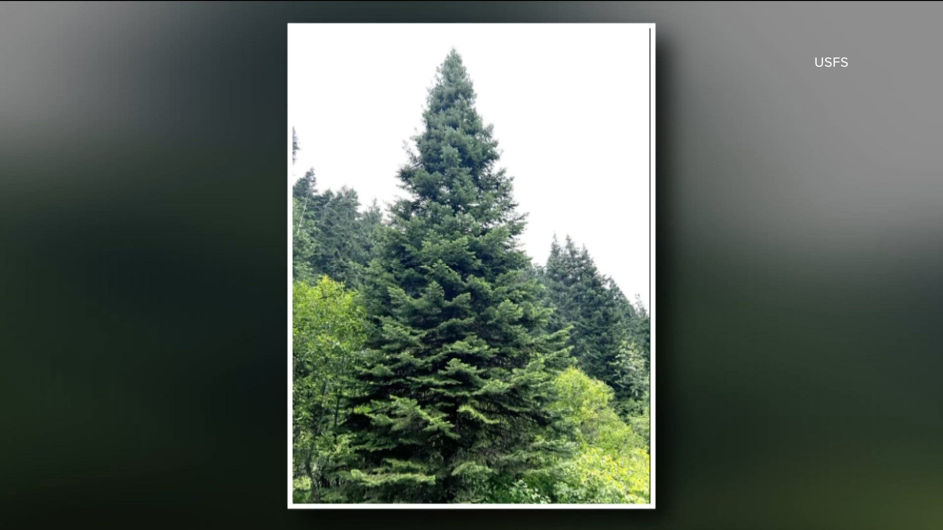 Idaho's 2026 Capitol Christmas Tree replaced due to disease concerns ...