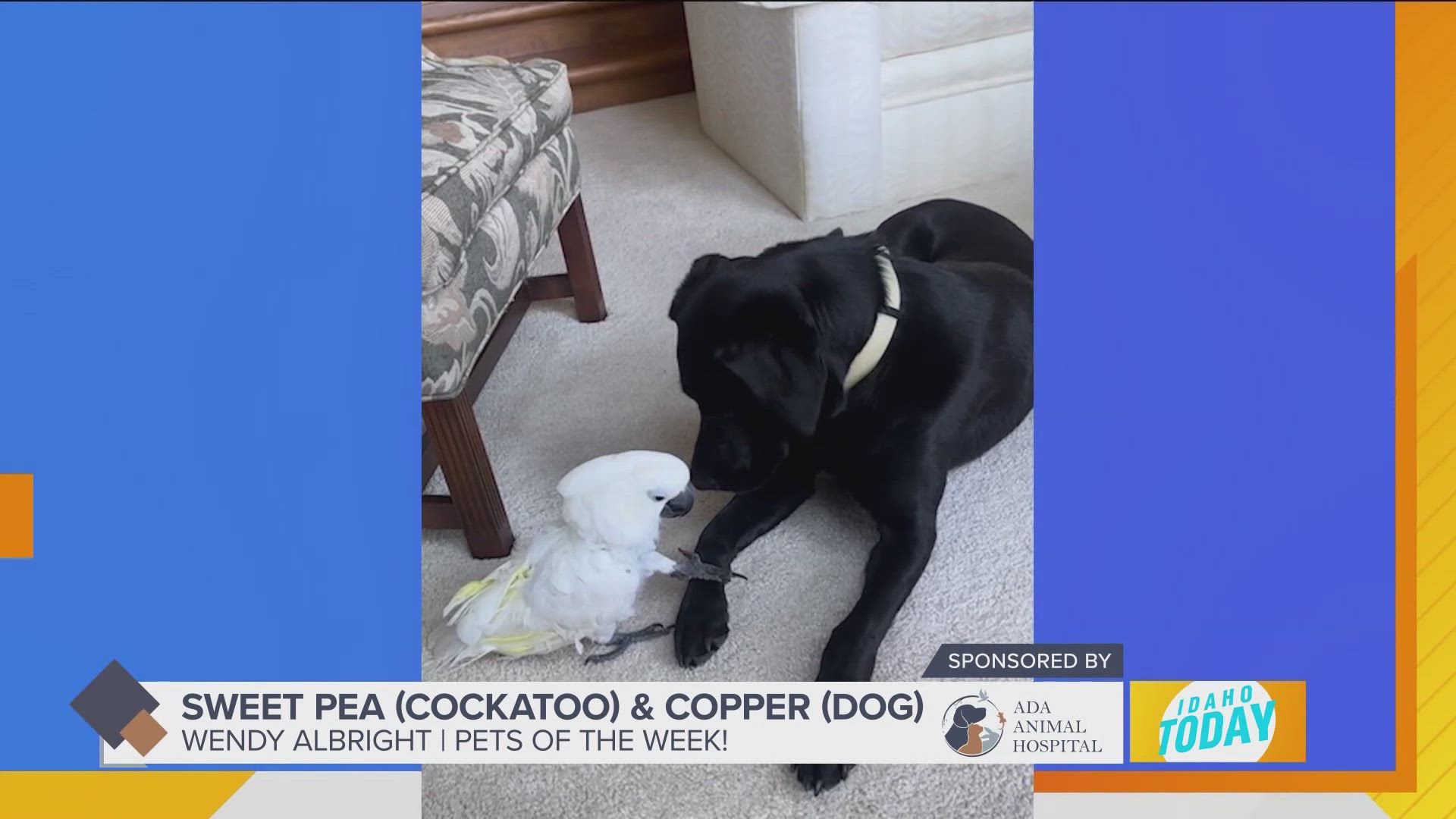 Pet Pics: Sweet Pea & Copper are best friends