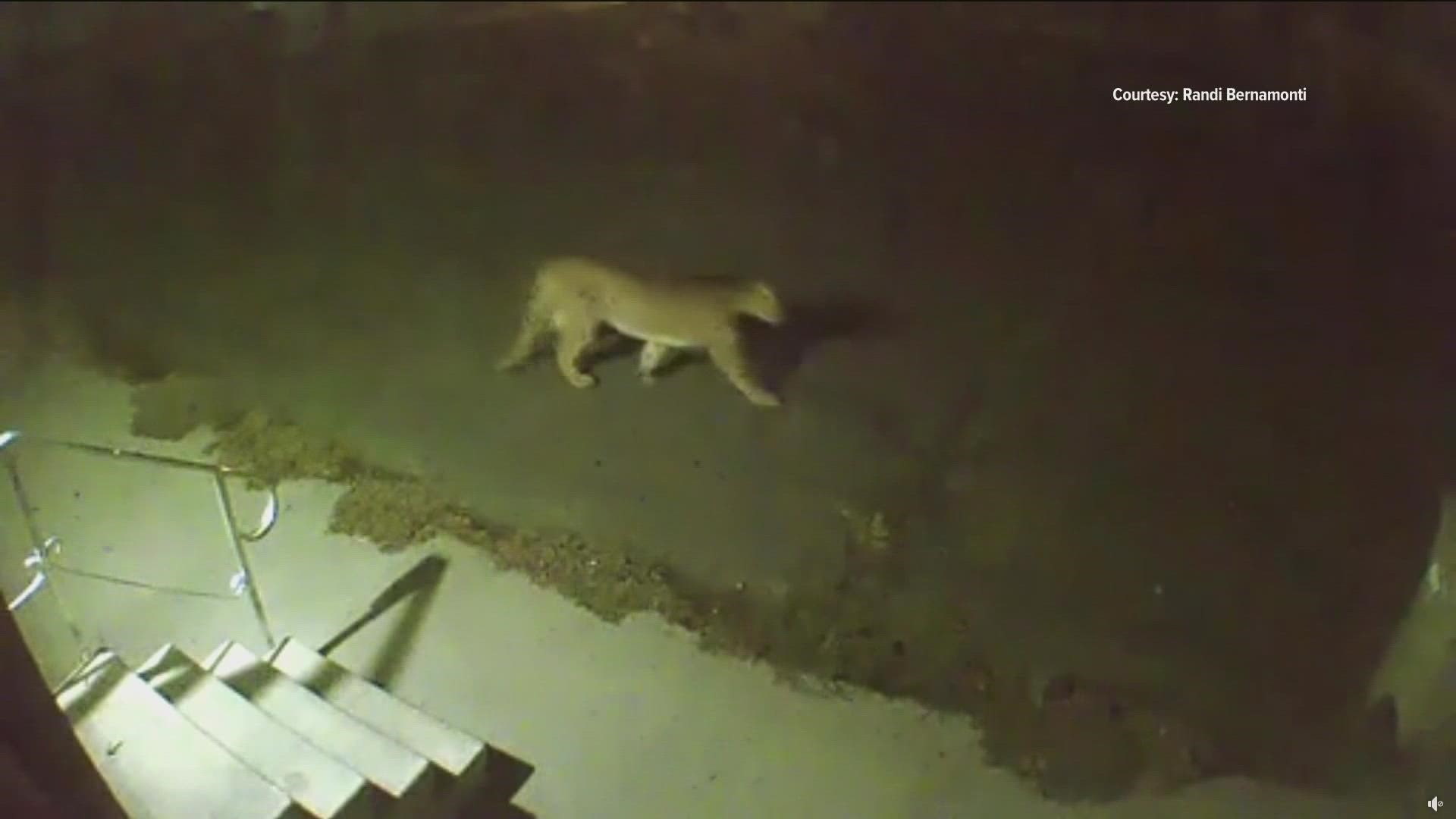 Randi Bernamonti sent video of a cougar walking across her lawn in a Garden City neighborhood.