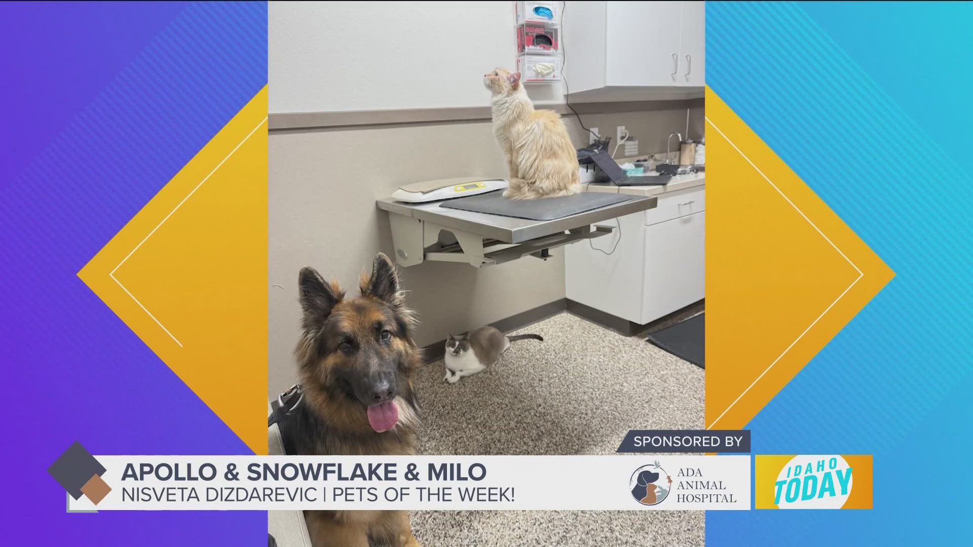 Pet Pics: Apollo, Milo and Snowflake take center stage