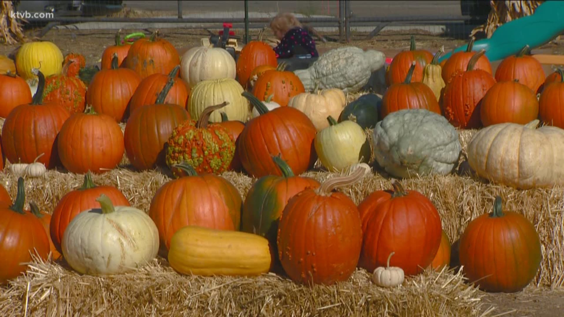 Jim Duthie takes us to place where you can find wide assortment of pumpkins.