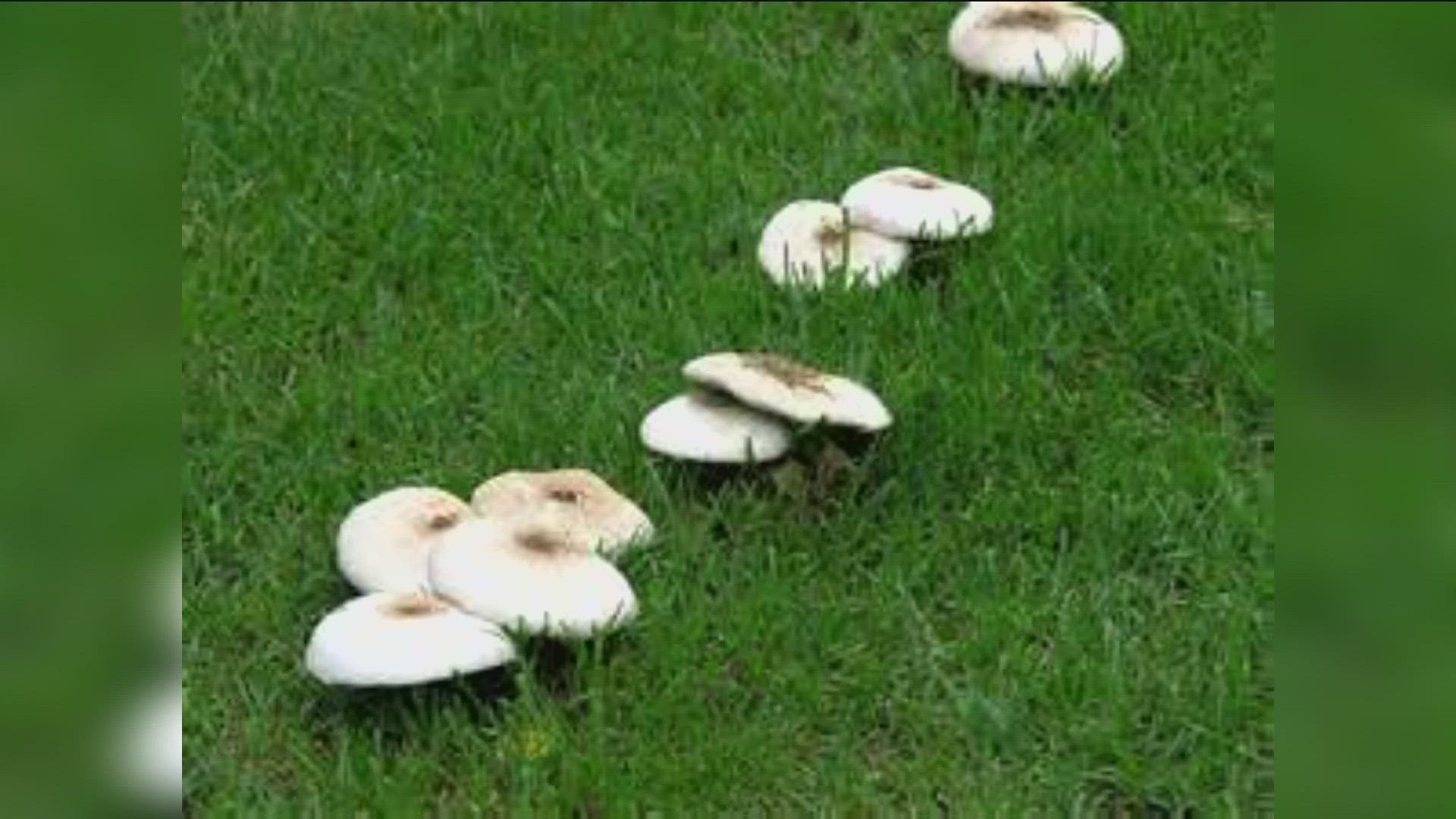 In this updated "You Can Grow It Rewind," garden master Jim Duthie explains what makes the mushrooms grow, and what you can do about them.