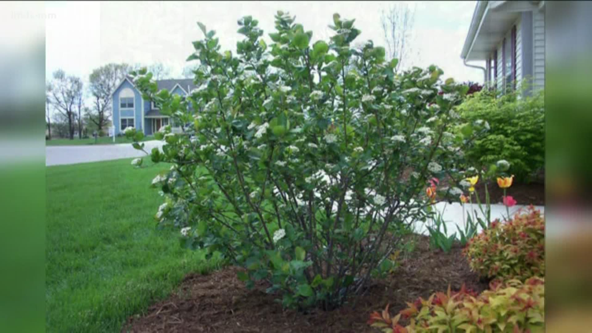 Jim Duthie shows us how to incorporate plants in your garden that will produce food.