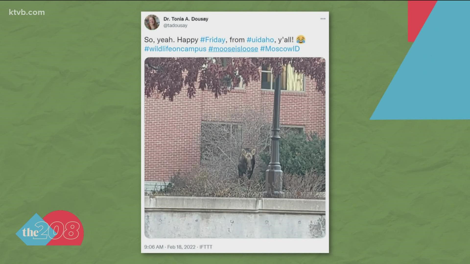 College students and staff in Moscow received a unique alert from the University of Idaho Friday morning, warning that a moose was loose on the Palouse campus.