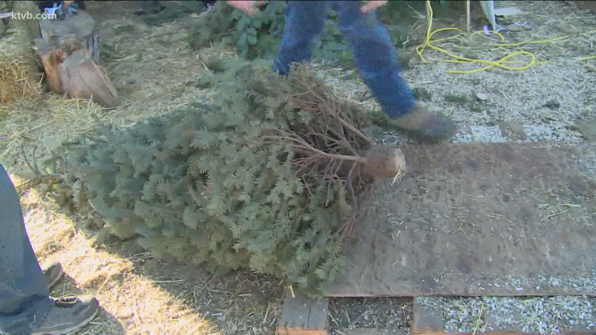 Your nearby Christmas tree lot might look a lot more sparse or even soldout this year thanks to growing demand.