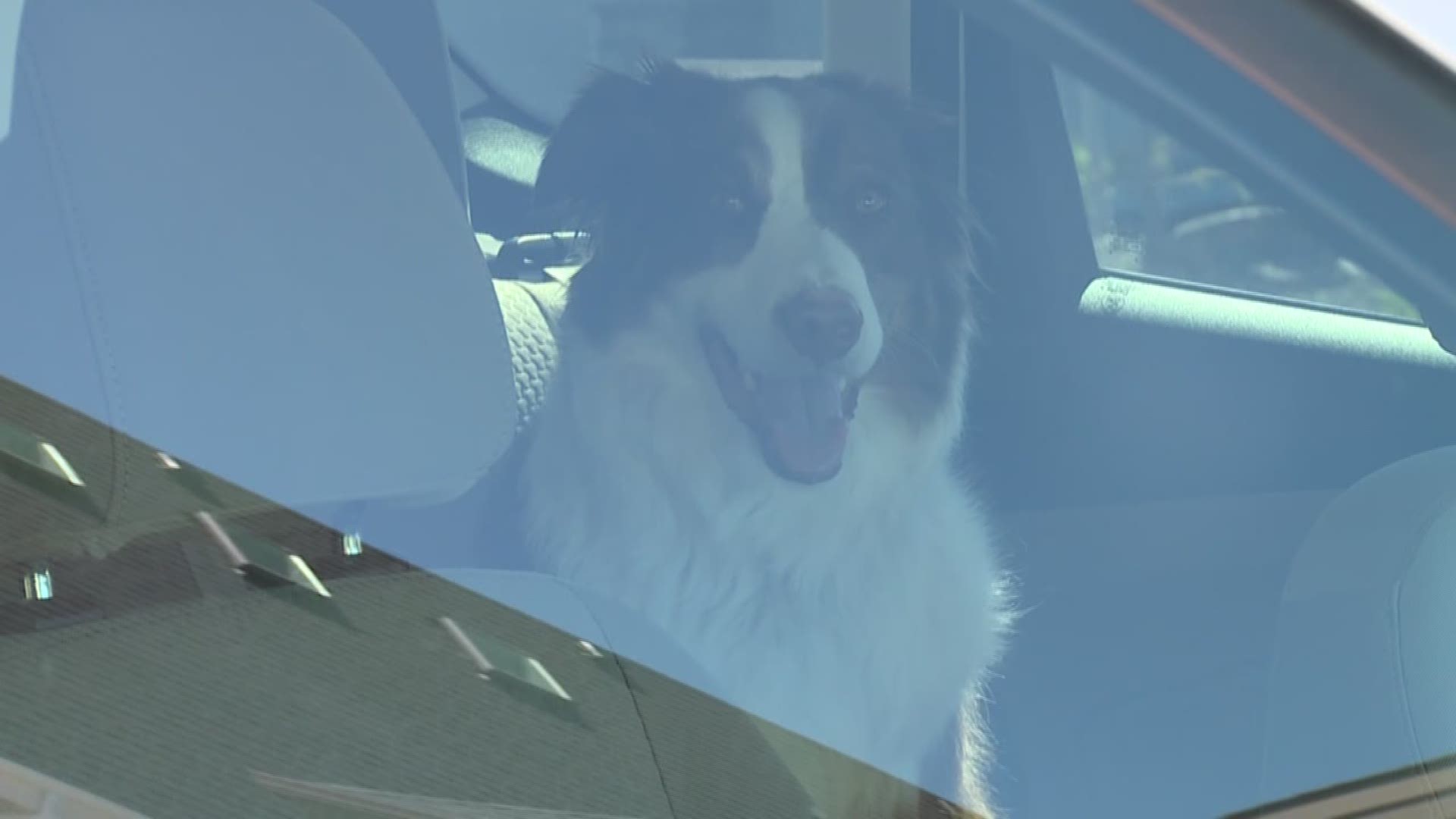 VERIFY: What to do when a dog is in a hot car.
