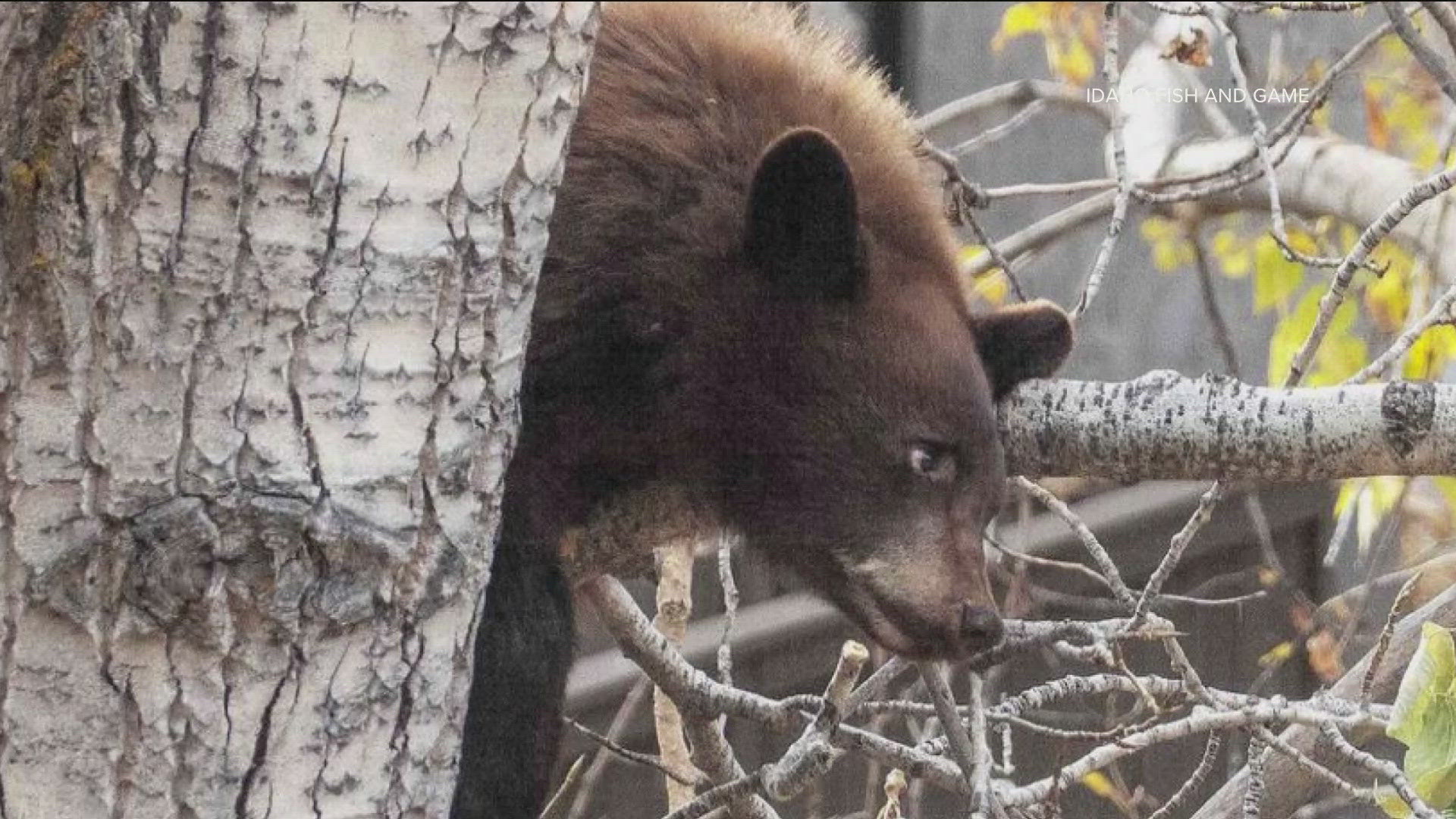 On Thursday, Dec. 12, Idaho Fish and Game biologists captured and relocated the black bear cub after weeks of reported sightings by Ketchum residents.