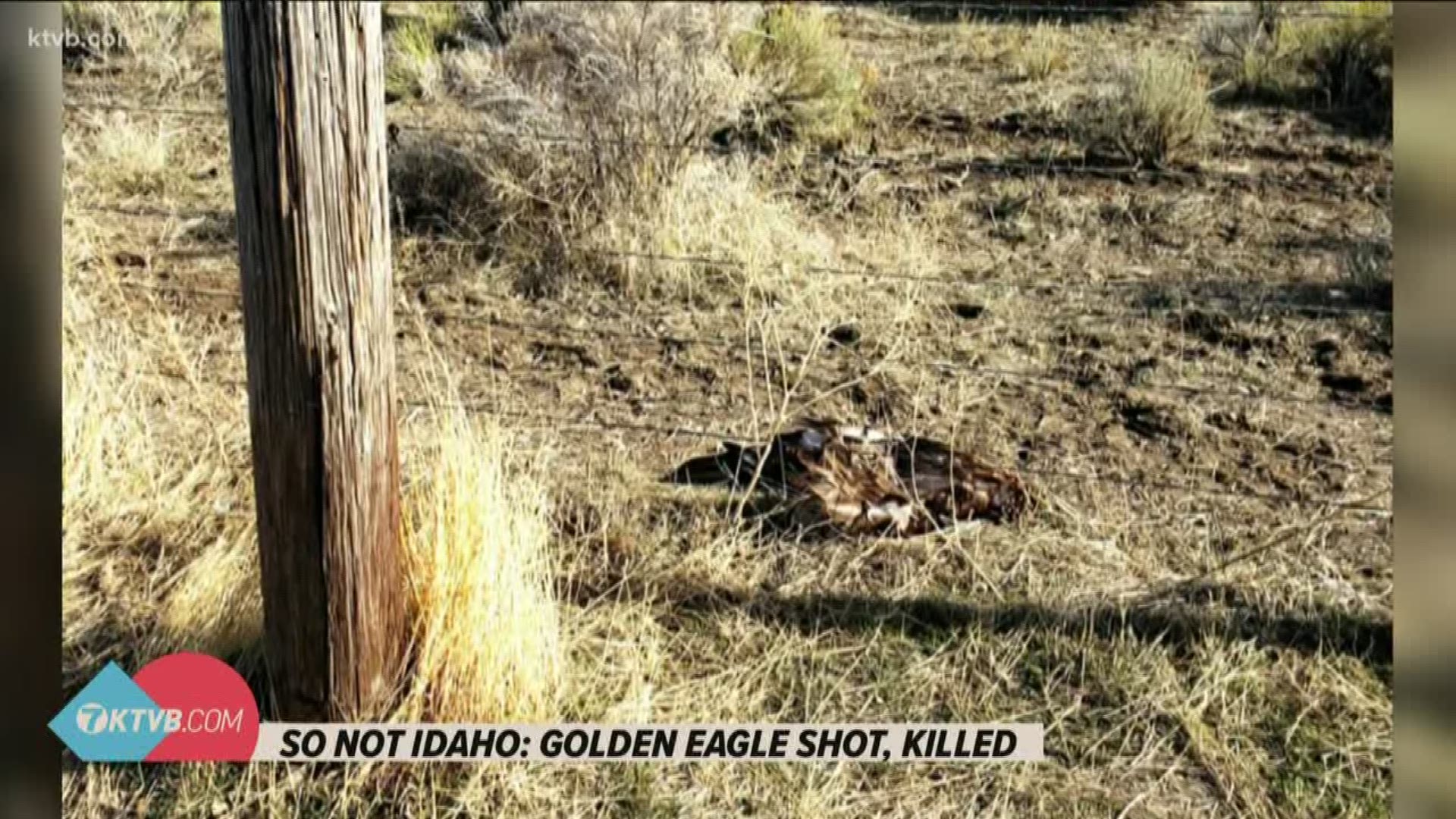 A full-grown Golden Eagle was found shot to death in Oakley in early February. Idaho Fish & Game are looking for a suspect.
