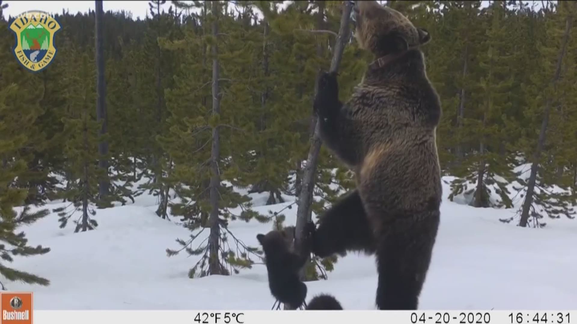 Cameras operated by the Idaho Department of Fish and Game caught a grizzly bear and her cubs foraging in the Island Park area of eastern Idaho.