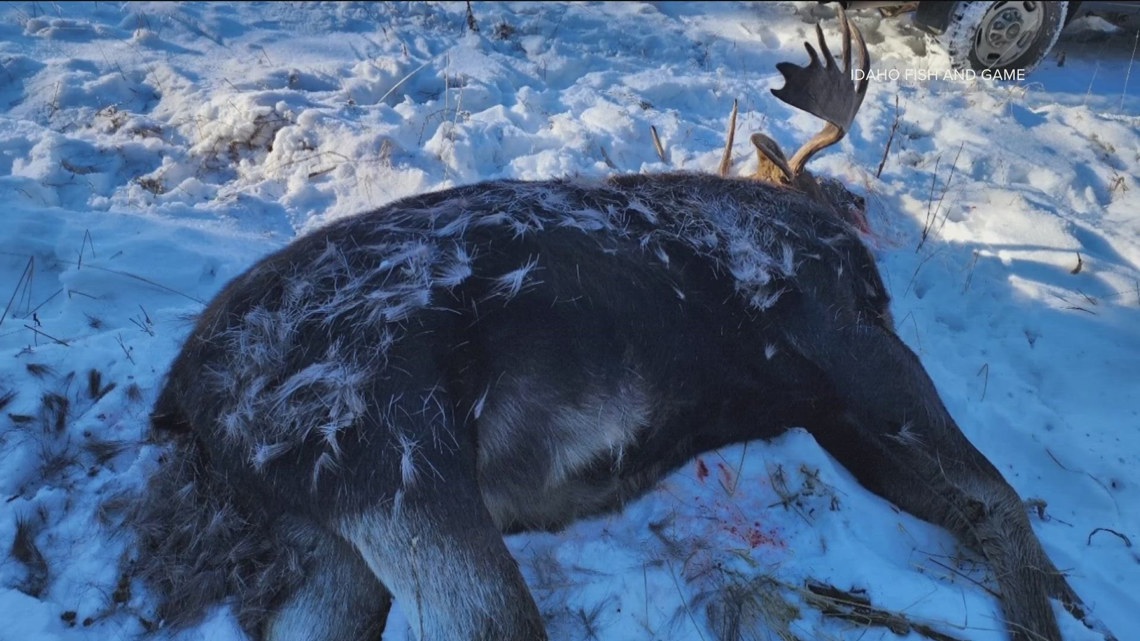 Bull moose shot and left for dead near Lewiston | ktvb.com