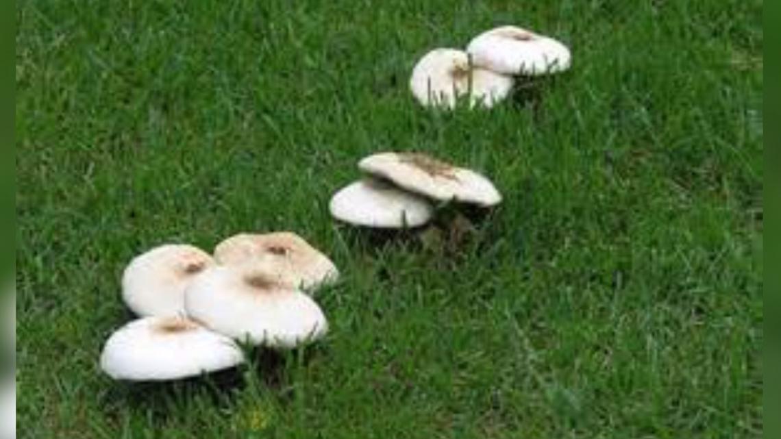 You Can Grow It: Mushrooms pop up in the lawn