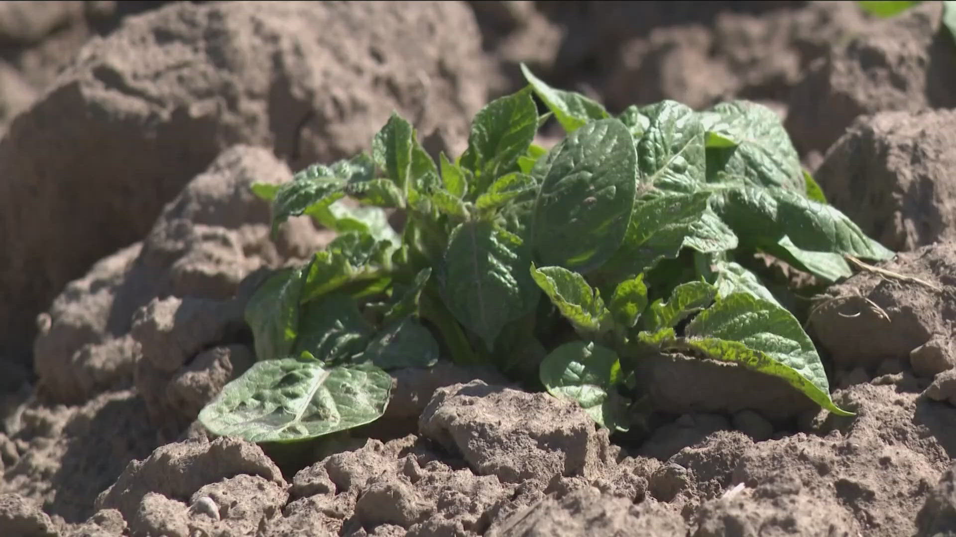 It's an online tool that's helping farmers better predict pest cycles and save money in the process.