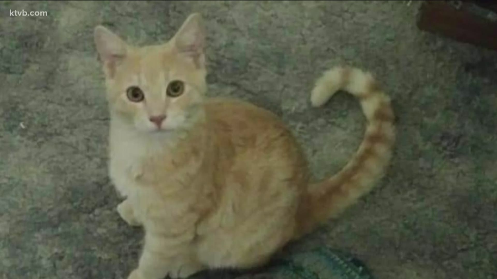 "He was my best friend and it happened so quick and I was just devastated to let him go it just makes me sad someone would do that," the cat's owner said.