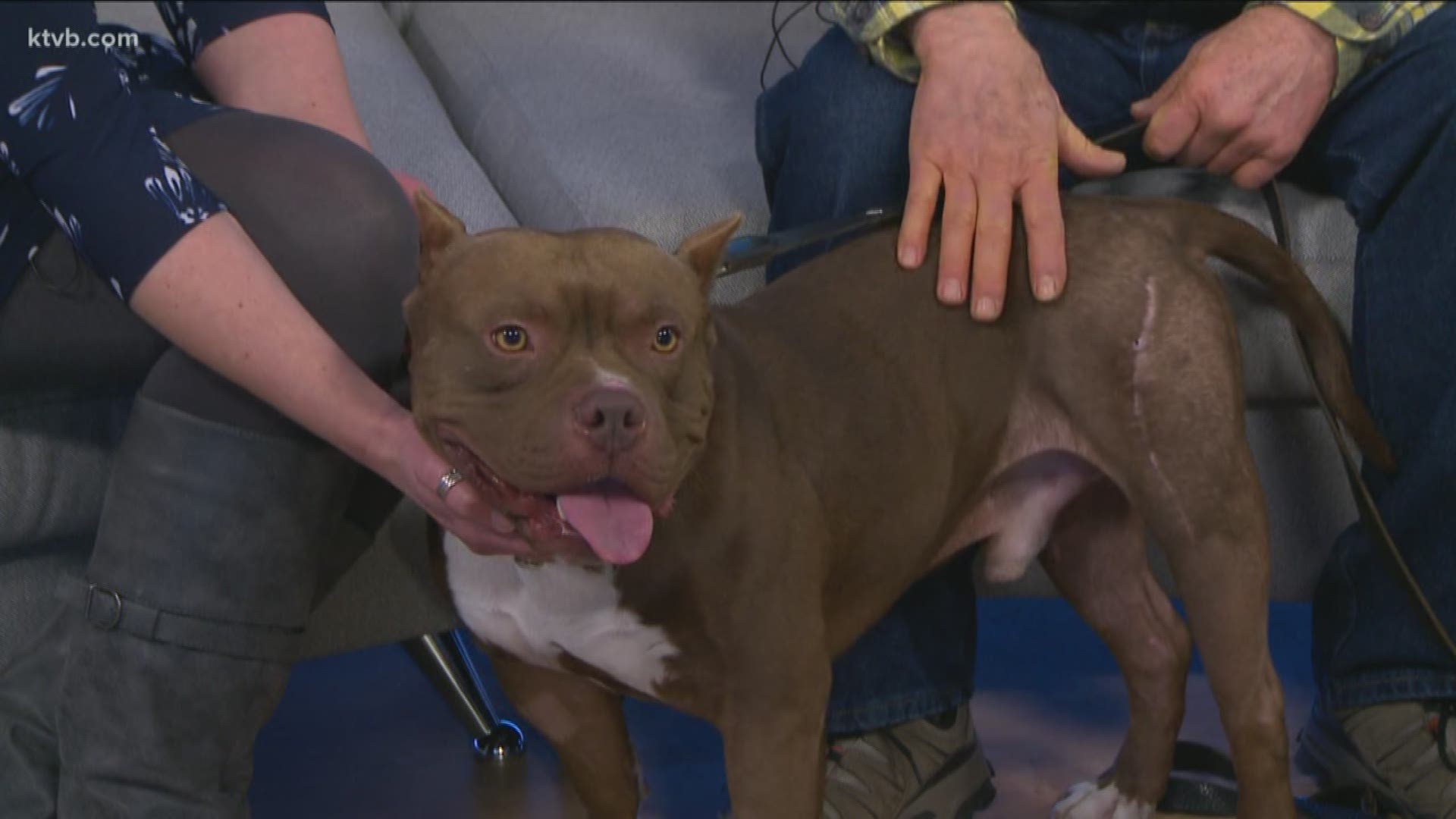 Rex is a sweet dog that is looking for a permanent home. He is available at the Idaho Humane Society.
